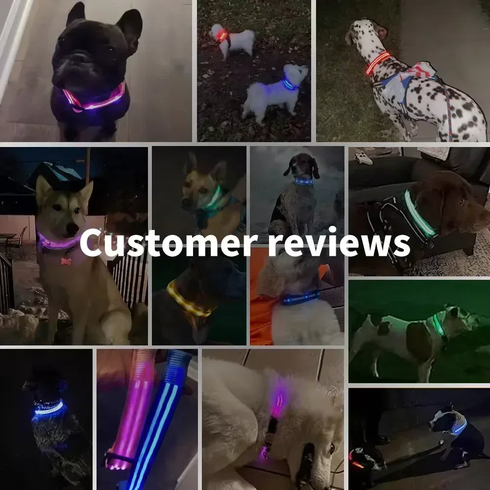 Bright Paw LED Collar Anti-Lost for Small Dogs